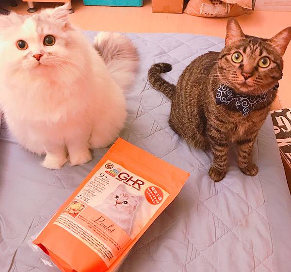 女人知己,女人知己試用大隊,試用大隊,GHR健康主義無穀貓糧,GHR健康主義,無穀貓糧,貓糧,放牧羊口味,鮮嫩雞肉口味