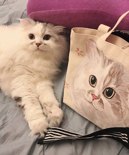 女人知己,女人知己試用大隊,試用大隊,GHR健康主義無穀貓糧,GHR健康主義,無穀貓糧,貓糧,放牧羊口味,鮮嫩雞肉口味