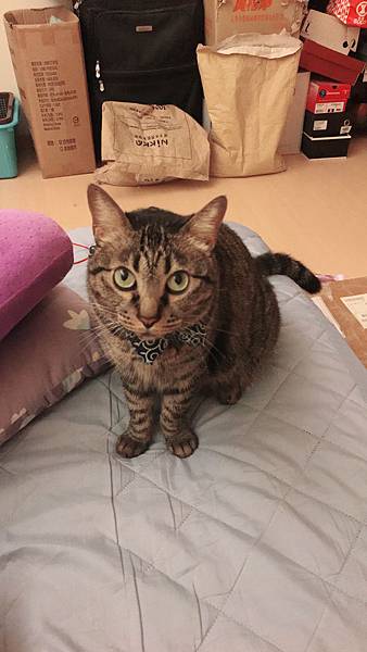 女人知己,女人知己試用大隊,試用大隊,GHR健康主義無穀貓糧,GHR健康主義,無穀貓糧,貓糧,放牧羊口味,鮮嫩雞肉口味