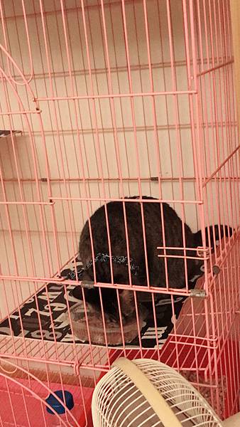 女人知己,女人知己試用大隊,試用大隊,GHR健康主義無穀貓糧,GHR健康主義,無穀貓糧,貓糧,放牧羊口味,鮮嫩雞肉口味