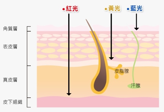 試用