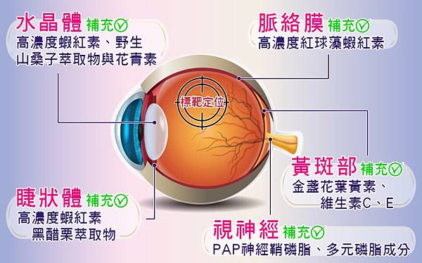 眼球與所需成分 試用