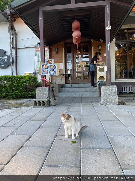 屏東勝利星村_210718_154.jpg