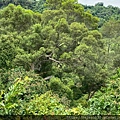 20200726田中森林公園登山步道_210801_65.jpg