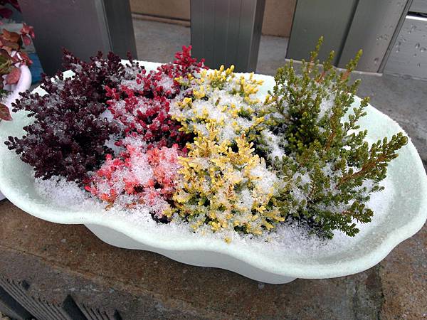 新種的盆栽上潵滿挫冰