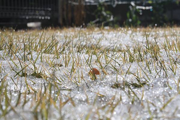 我家第一次的"積雪"新體驗^_^