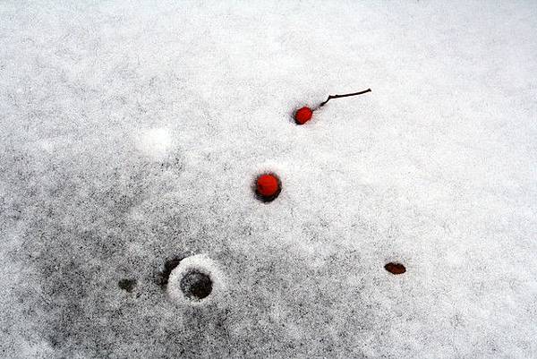 小紅果掉在軟軟的雪上，似乎很舒服的樣子