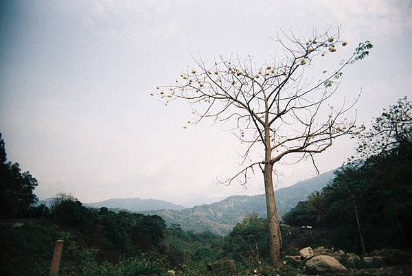 夢幻棉花樹