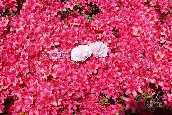 IMG_6224.jpg IMG_6224.jpg