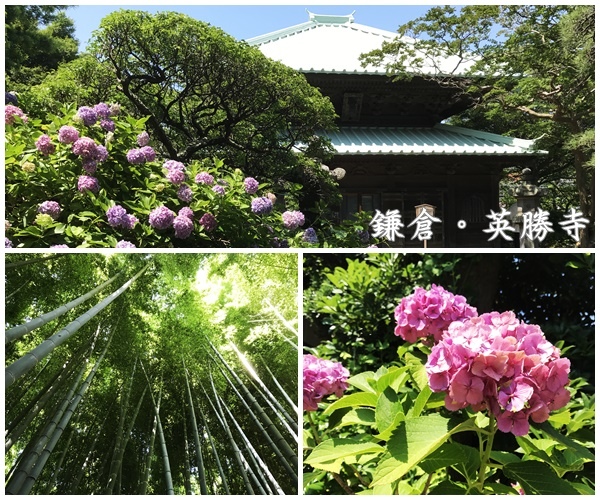 神奈川 東京近郊之鎌倉夏日輕 旅行 貳 夏日花季必看 不到長谷寺也