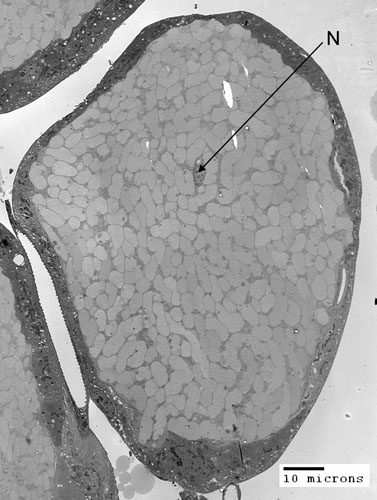 endosymbionts