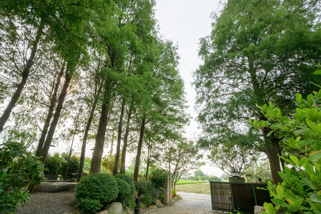 南投森林系包棟「覓境莊園」落羽松秘境!園內有高大聳立的落羽松 南投森林系包棟「覓境莊園」落羽松秘境!園內有高大聳立的落羽松