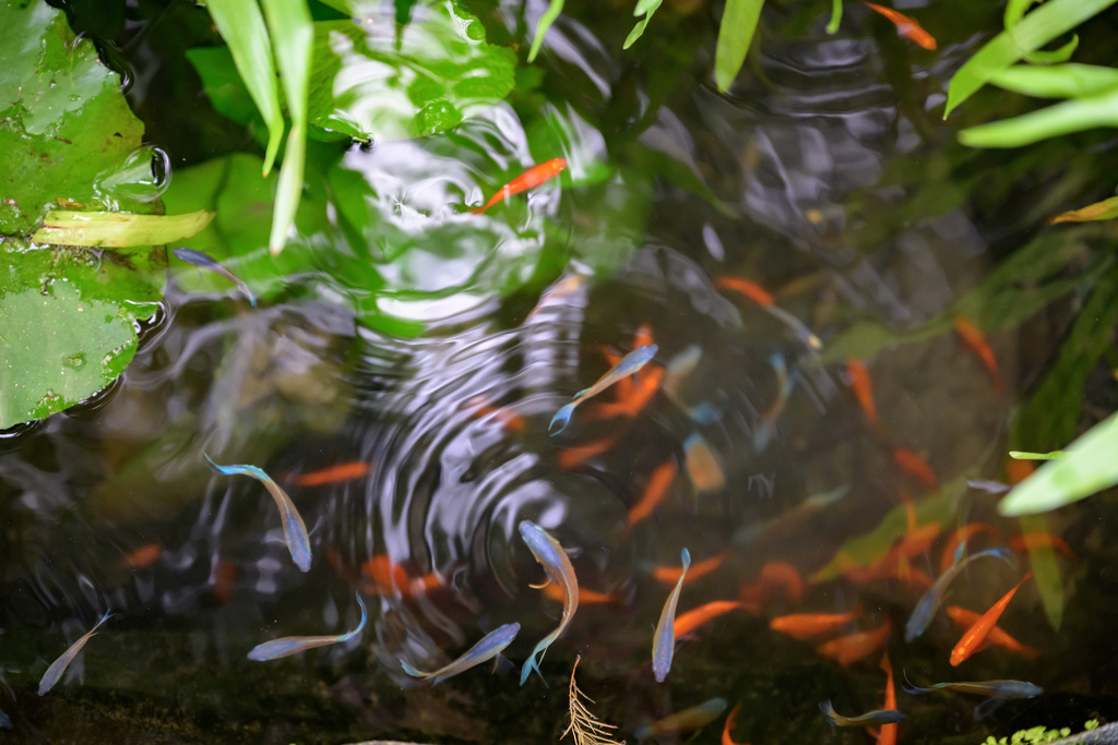 南投森林系包棟「覓境莊園」落羽松秘境!園內有高大聳立的落羽松 南投森林系包棟「覓境莊園」落羽松秘境!園內有高大聳立的落羽松