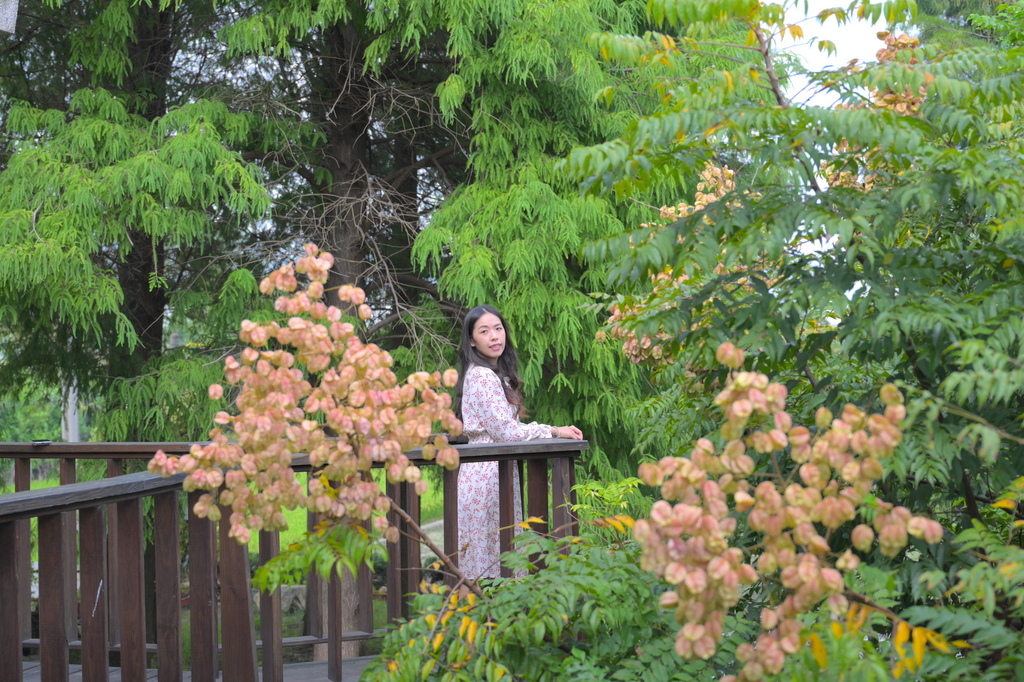 南投森林系包棟「覓境莊園」落羽松秘境!園內有高大聳立的落羽松 南投森林系包棟「覓境莊園」落羽松秘境!園內有高大聳立的落羽松