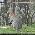 kangaroo 2.JPG