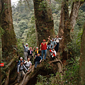 中海拔的東眼山越嶺，東森登山隊遊刃有餘