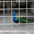 DSCF3642這隻是藍孔雀...可惜來不及拍到他開屏..超美的.JPG