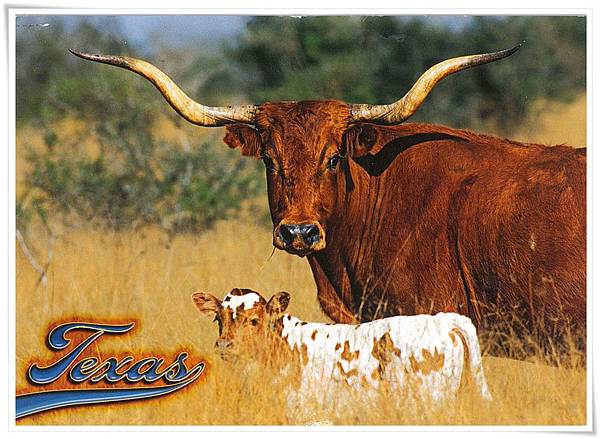 Texau longhorn.jpg