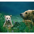 Brown Bear cub at mother's side.jpg