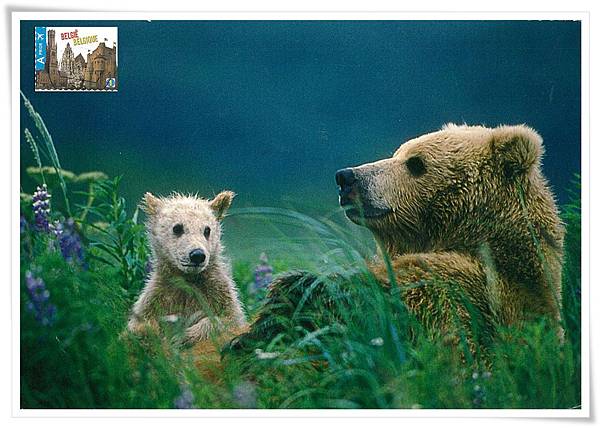 Brown Bear cub at mother's side1.jpg