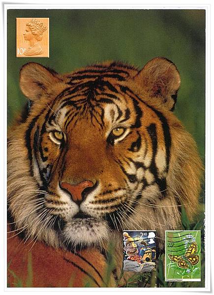 tigar1.jpg