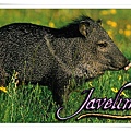 Javelina.jpg