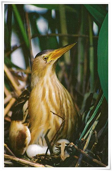 lxobrychus lxobrychus