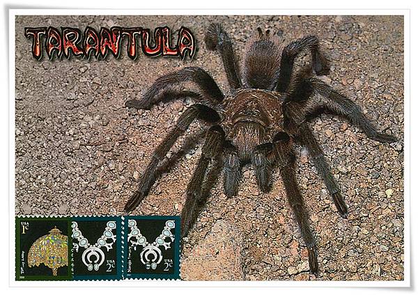 Tarantula1