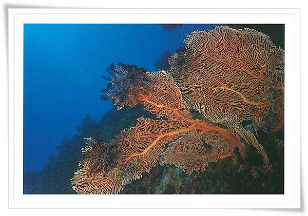 墾丁 柳珊瑚