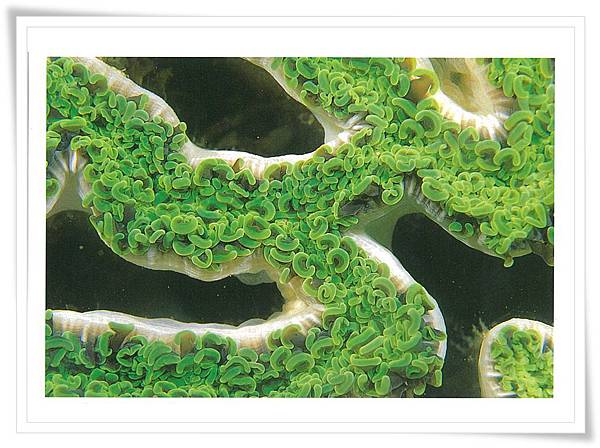 墾丁 腎形針葉珊瑚