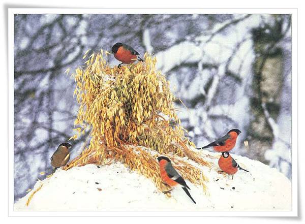 bullfinch