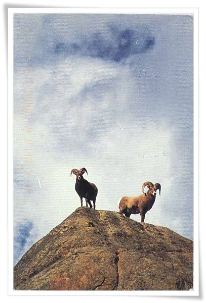 the bighorn sheep the bighorn sheep