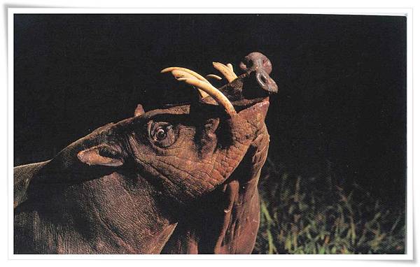 babirusa babirusa