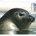 seal1