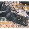 florida wild animal1