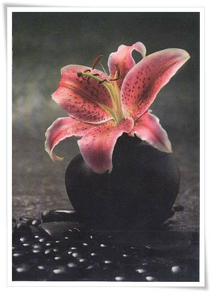 百合花 百合花