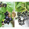 the blackcurrant1