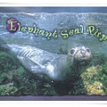 elephant seal