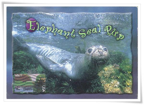 elephant seal1