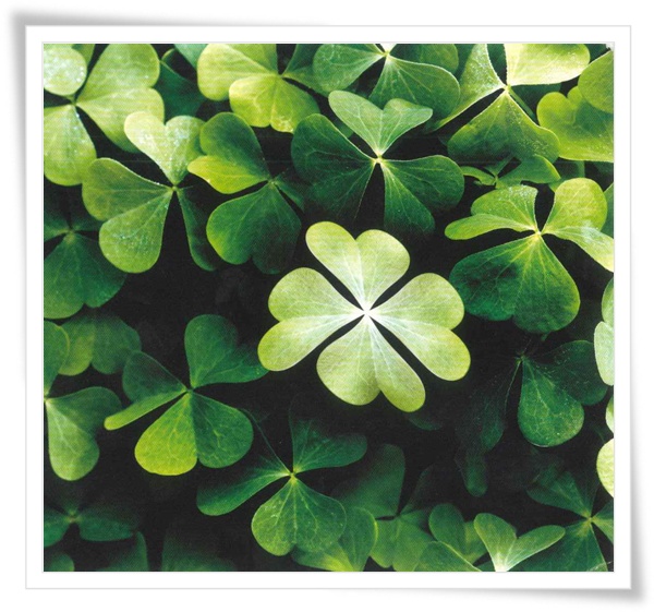 clover