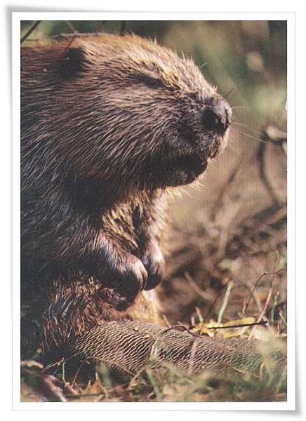 beaver beaver