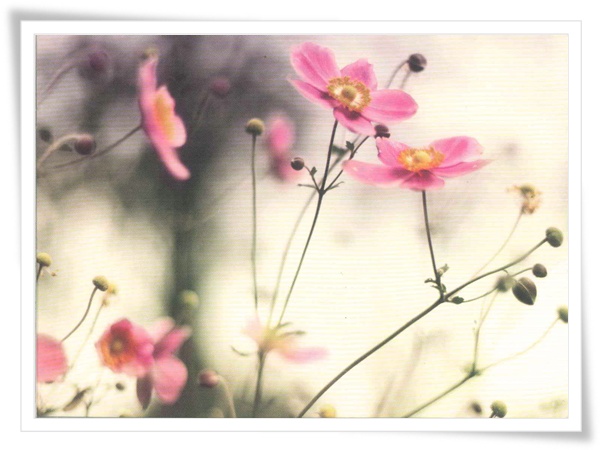 波斯菊 波斯菊