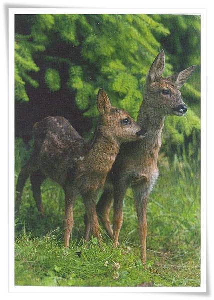 DE DEER DE DEER