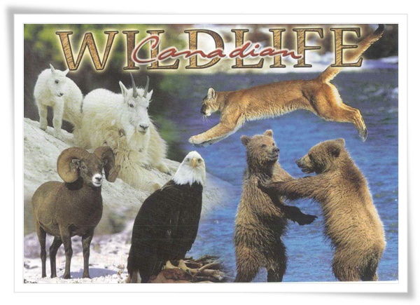 CA wildlife CA wildlife