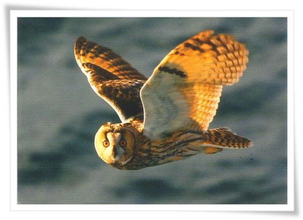 owl owl