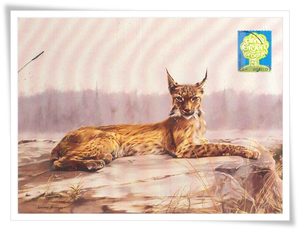 northern lynx1