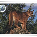 mountain lion1