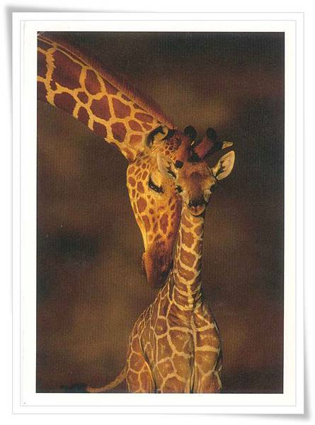 giraffe greeting giraffe greeting