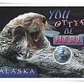 alaska's sea otter1