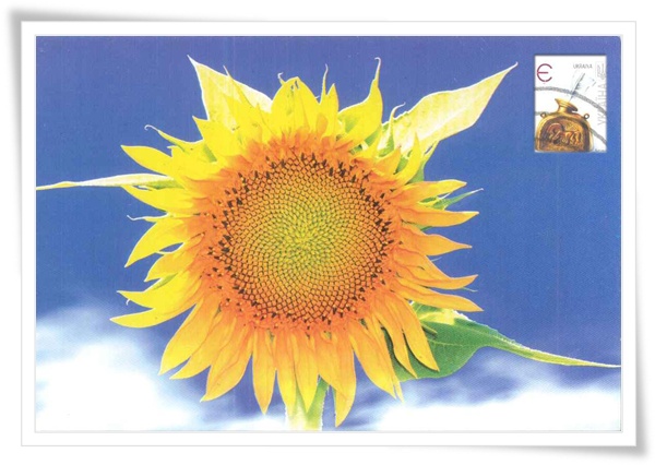 sun flower1